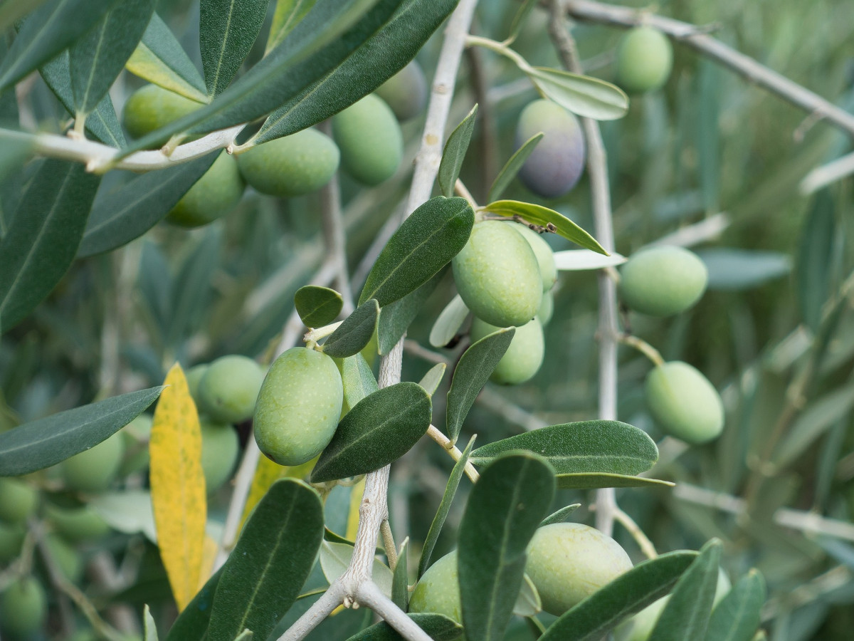 benefici delle foglie di olivo per la nostra salute
